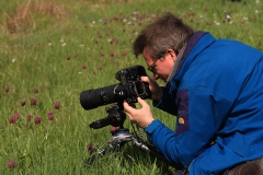 Arbeitsfoto_Sinntal_Schachblume_01