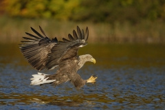 Feldberger_Seen_Seeadler_01