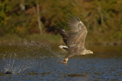 Feldberger_Seen_Seeadler_02