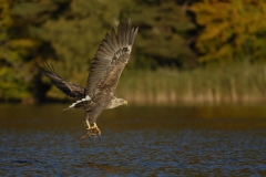 Feldberger_Seen_Seeadler_03