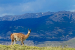 Patagonien_Guanako_01